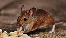 24 Hour & Emergency Exterminators in Pemberville, OH